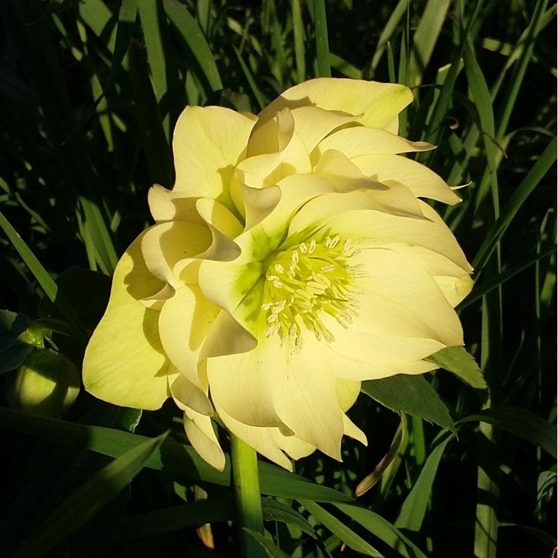 Fleur d'Hellébore Double Yellow, vivace hivernale à fleurs doubles jaunes pour jardin